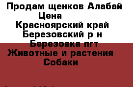 Продам щенков Алабай › Цена ­ 5 000 - Красноярский край, Березовский р-н, Березовка пгт Животные и растения » Собаки   